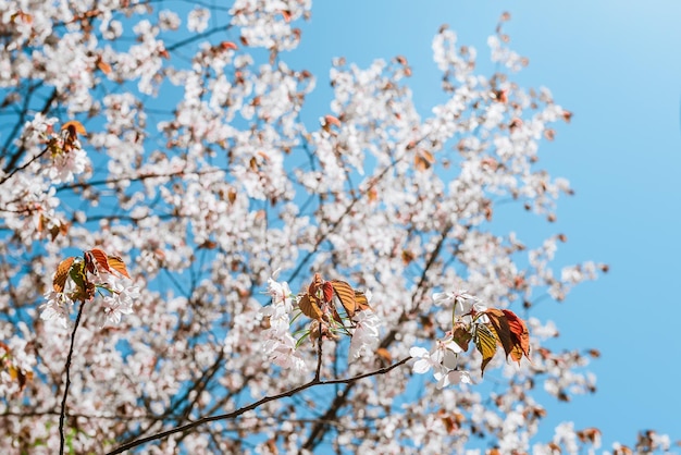 Flores de cerejeira em um fundo de céu azul