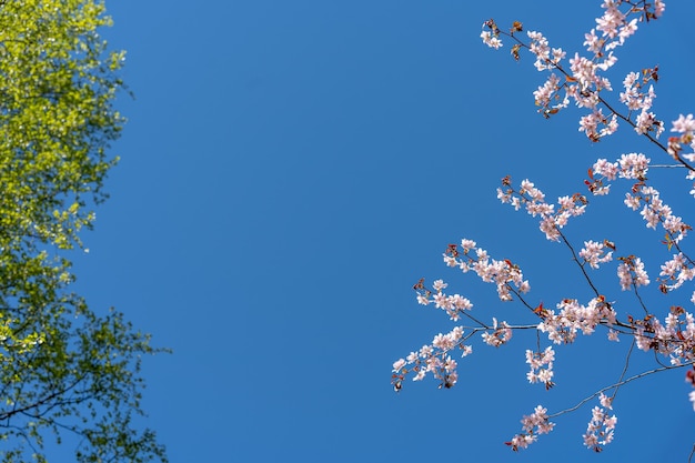 Flores de cerejeira em um fundo de céu azul