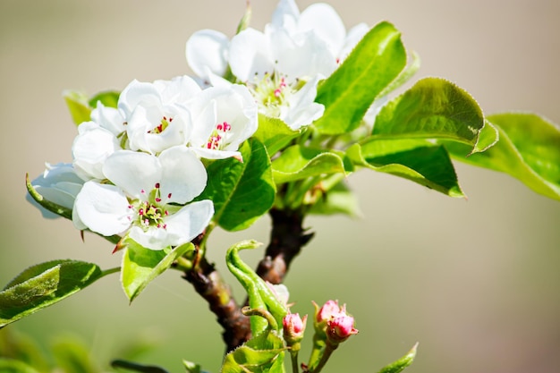 Flores de cerejeira em um galho fechado Árvore florescendo no jardim