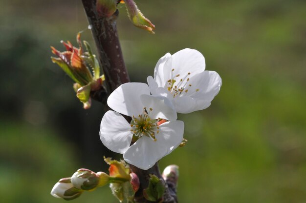 Flores de cerejeira em um jardim