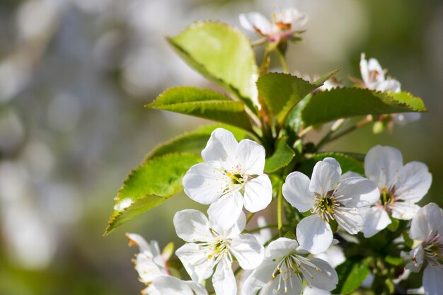 Flores de cerejeira. Filial de cereja em flor