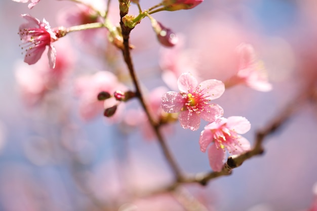 Flores de cerejeira, flor de sakura em close-up