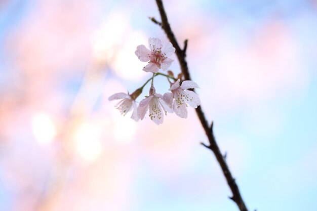 Flores de cerejeira, flor de sakura em close-up