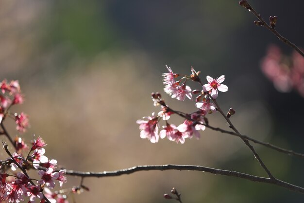 Flores de cerejeira, flor de sakura em close-up