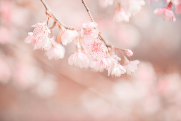 Flores de cerejeira, flores de sakura em estilo vintage de fundo rosa