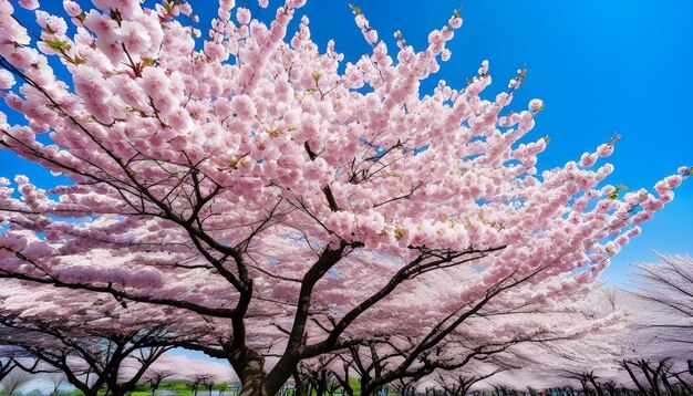 Flores de cerejeira, flores de sakura.