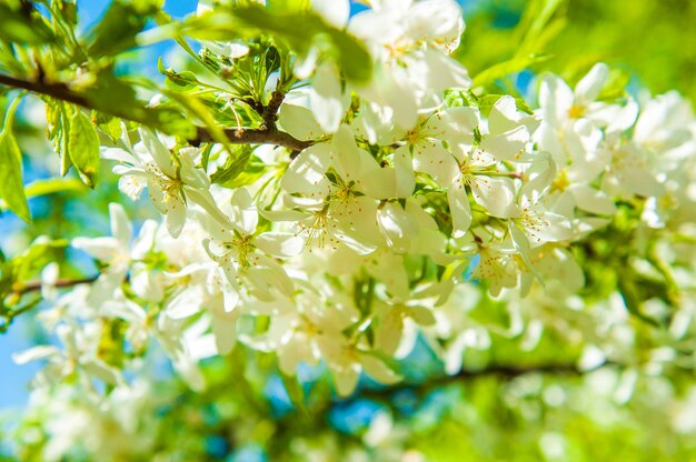 Flores de cerejeira florescendo em uma árvore de cereja da primavera. Floração de ameixa cereja.