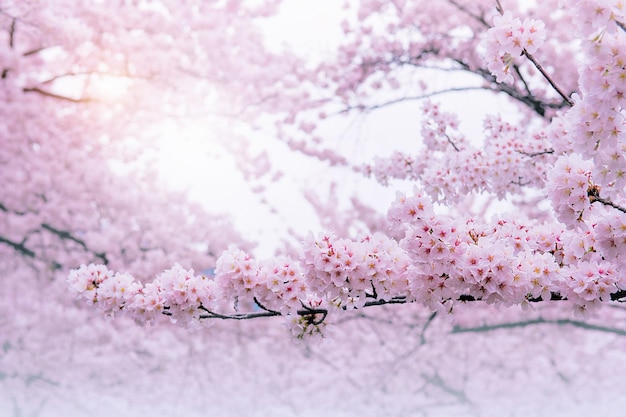 Foto flores de cerejeira florescendo na primavera fundo de primavera flores de cerejeira na natureza com foco suave