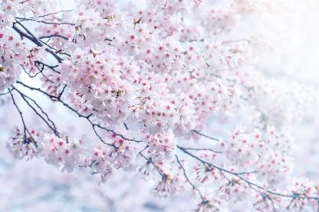 Foto flores de cerejeira florescendo na primavera fundo de primavera flores de cerejeira na natureza com foco suave