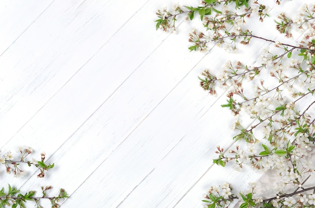 Flores de cerejeira frescas em pranchas de madeira pintadas de branco. copie o espaço