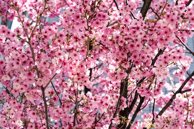 Flores de cerejeira japonesa Sakura rosa em plena floração.