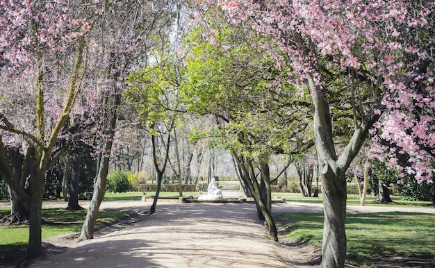 flores de cerejeira, jardins da cidade de Aranjuez, localizada na Espanha. Palácio de pedra e belas paisagens de outono com belas fontes e figuras mitológicas