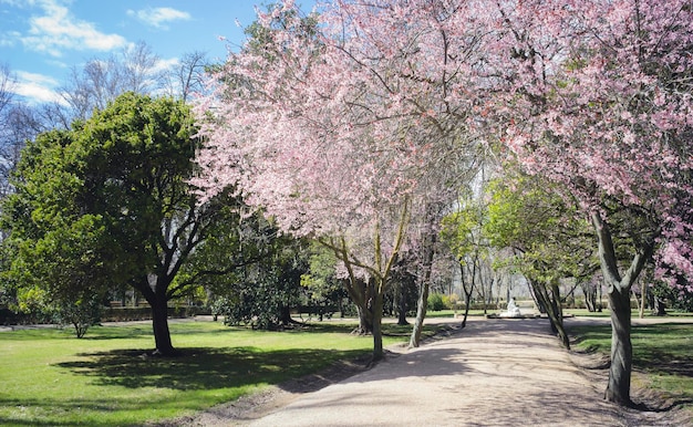 flores de cerejeira, jardins da cidade de Aranjuez, localizada na Espanha. Palácio de pedra e belas paisagens de outono com belas fontes e figuras mitológicas