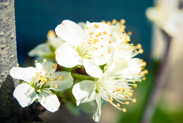 Flores de cerejeira lindo fundo de primavera