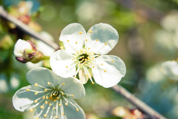 Flores de cerejeira lindo fundo de primavera