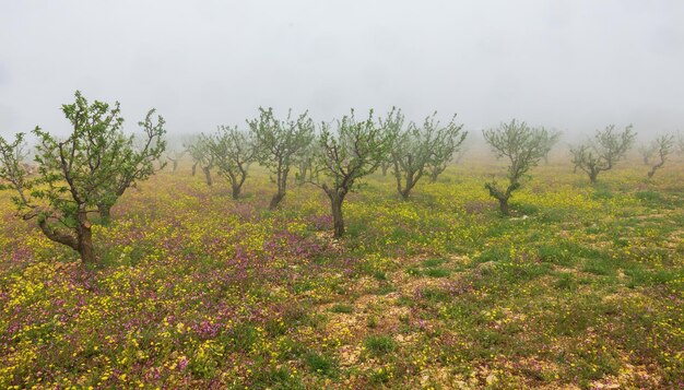 Flores de cerejeira na névoa da manhã