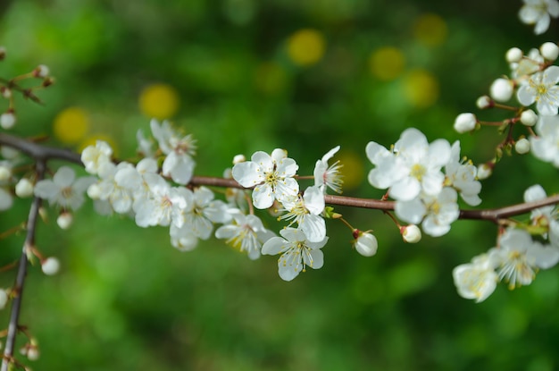 flores de cerejeira na primavera closeup