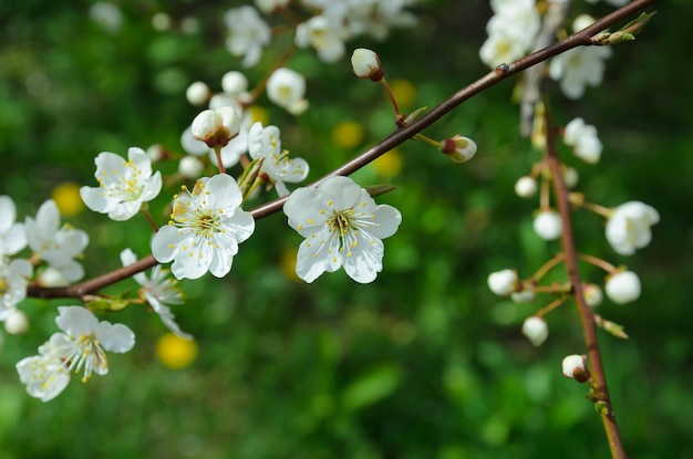 flores de cerejeira na primavera closeup