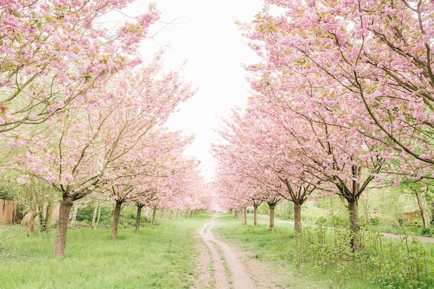 Flores de cerejeira na primavera contra o céu claro