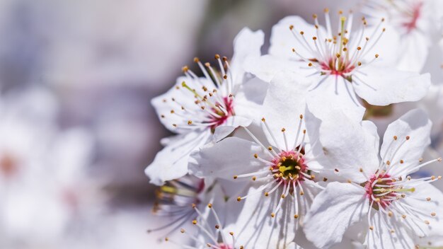 Flores de cerejeira na primavera lindas flores brancas