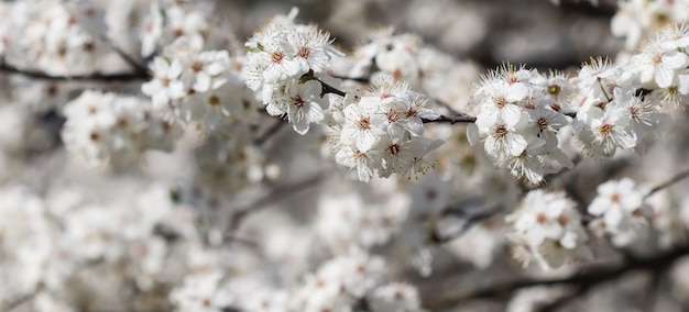 Flores de cerejeira na primavera lindas flores brancas