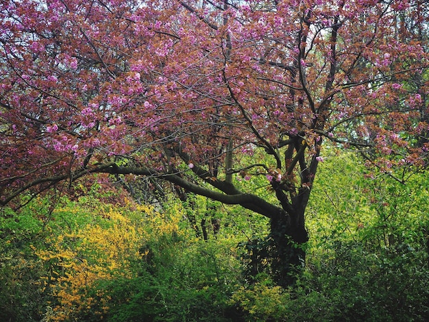 Foto flores de cerejeira na primavera