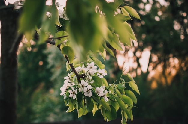 flores de cerejeira na primavera