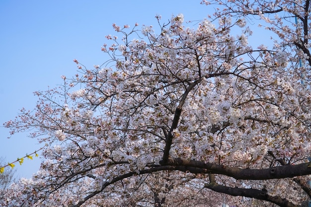 Flores de cerejeira no início da primavera
