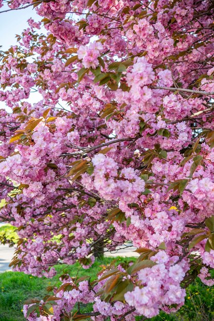 Flores de cerejeira no jardim início da primavera flor de abril