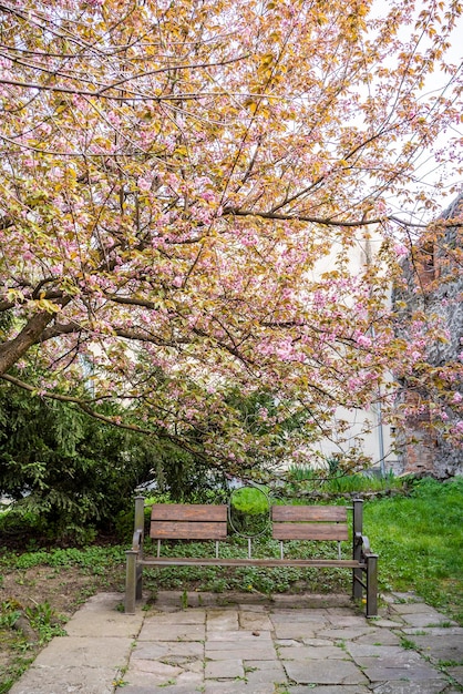 Foto flores de cerejeira no jardim perto do banco início da primavera flor de abril