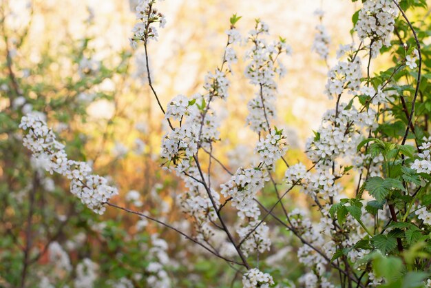 Flores de cerejeira no jardim