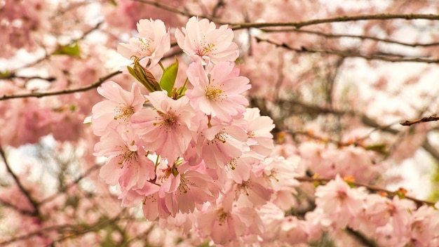 Flores de cerejeira no parque em Berlim Na primavera essas lindas flores