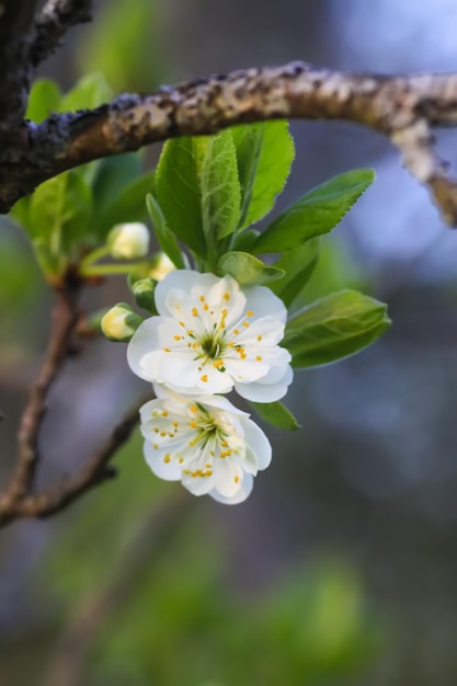 Flores de cerejeira no parque primavera Lindos galhos de árvores com flores brancas na luz quente do pôr do sol