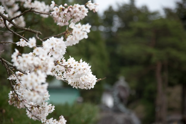 Flores de cerejeira ou Sakura em Nikko, Japão