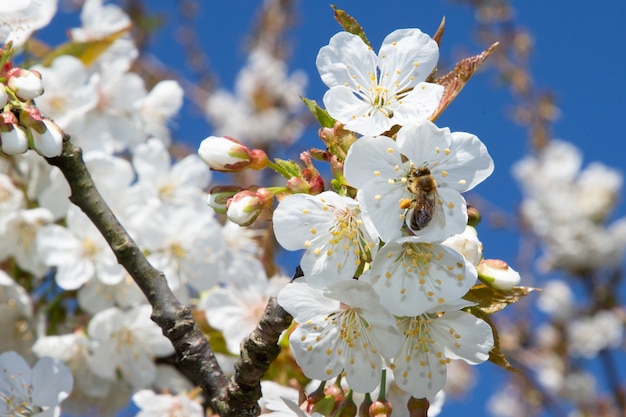 Flores de cerejeira pêra na árvore