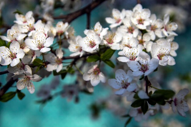 Flores de cerejeira ramificam lindas flores frescas em um fundo azul