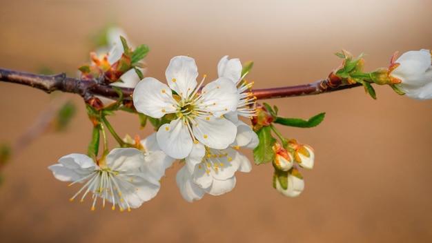 Flores de cerejeira. Ramo de cereja com flores brancas no jardim em marrom claro