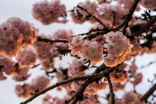 Flores de cerejeira rosa de close-up em plena floração, luzes do sol nas pétalas ao entardecer.