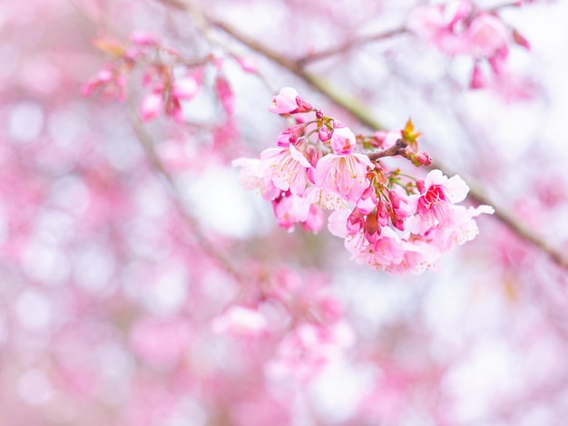 Flores de cerejeira rosa flor em plena floração