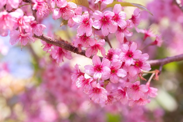 Flores de cerejeira rosa florescendo na primavera da páscoa contra um sol natural turva