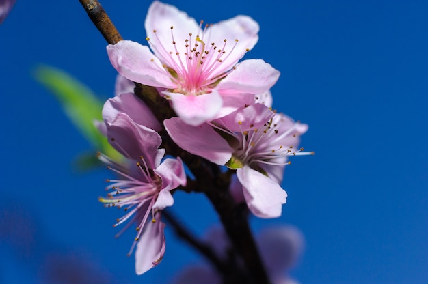 Foto flores de cerejeira rosa na árvore com fundo desfocado, close-up flor de sakura no japão