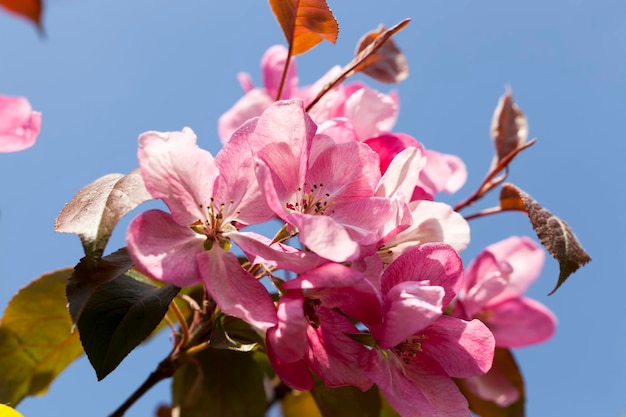 Flores de cerejeira rosa na primavera, lindas flores em uma árvore frutífera, sakura na primavera, close-up