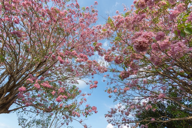 Flores de cerejeira rosa trompete florescendo árvore