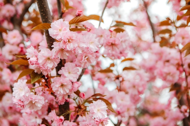 Flores de cerejeira Sakura florescendo no parque jardim no início da primavera. Celebração do Hanami