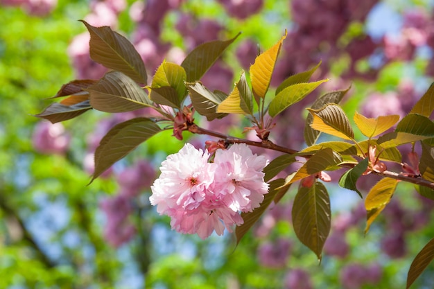 Flores de cerejeira Sakura