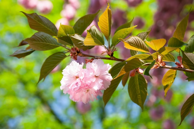 Foto flores de cerejeira sakura