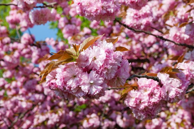 Flores de cerejeira Sakura