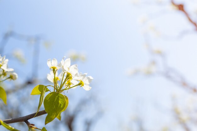 Flores de cerejeira sobre natureza turva