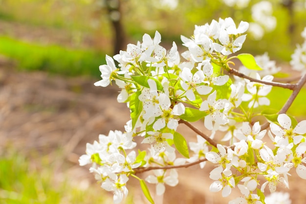 Flores de cerejeira sobre natureza turva