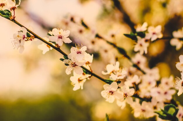 Flores de cerejeira vintage em flor ao nascer do sol como pano de fundo da natureza para o jardim de sonho floral de design de férias de primavera